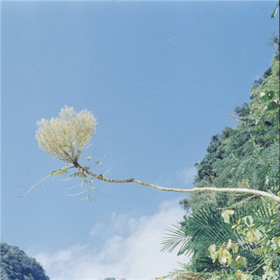 微信头像风景或花草精选