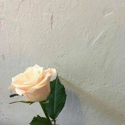 超高清微信风景头像唯美好看花朵