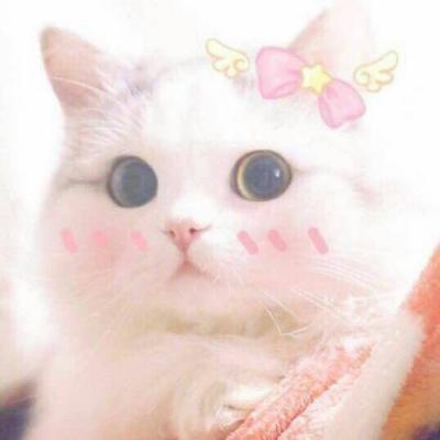 高清可爱萌宠动物小猫咪微信头像