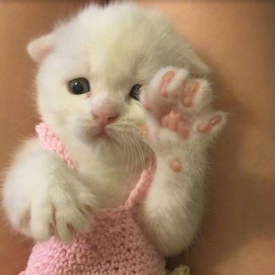 高清可爱萌宠动物小猫咪微信头像