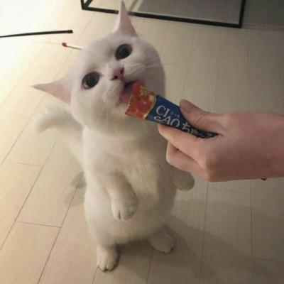 高清可爱萌宠动物小猫咪微信头像