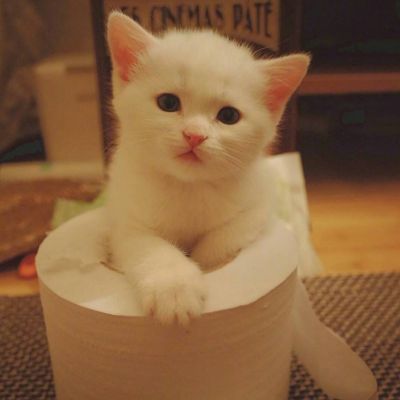 高清可爱萌宠动物小猫咪微信头像
