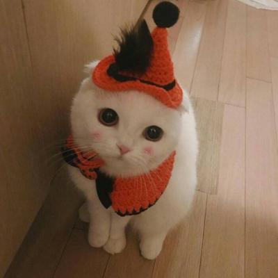 高清可爱萌宠动物小猫咪微信头像