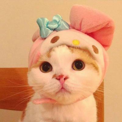 高清可爱萌宠动物小猫咪微信头像