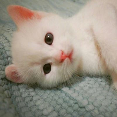 高清可爱萌宠动物小猫咪微信头像