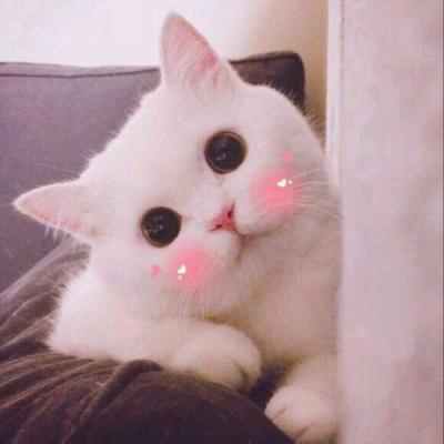 高清可爱萌宠动物小猫咪微信头像