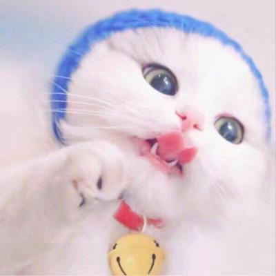 高清可爱萌宠动物小猫咪微信头像