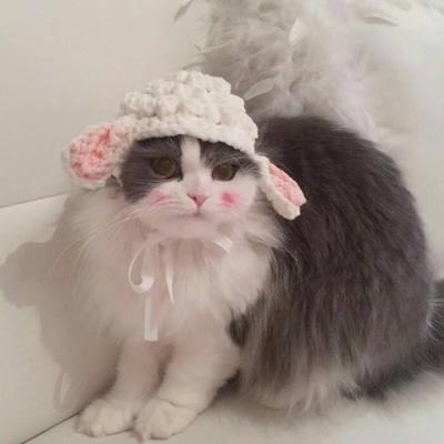 高清可爱萌宠动物小猫咪微信头像