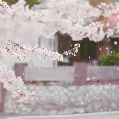女生招桃花的微信风景头像