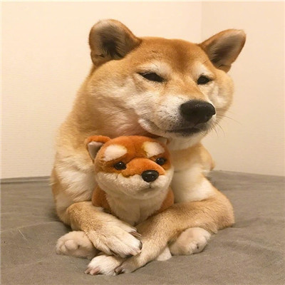 柴犬微信头像高清猥琐搞笑