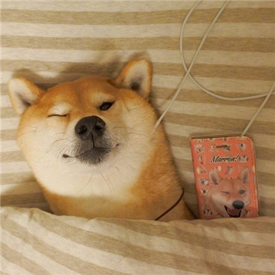 柴犬微信头像高清猥琐搞笑