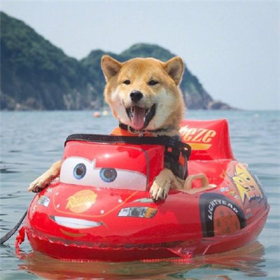 柴犬微信头像高清猥琐搞笑