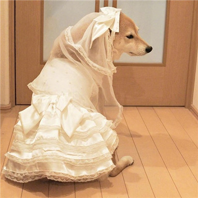 柴犬微信头像高清猥琐搞笑