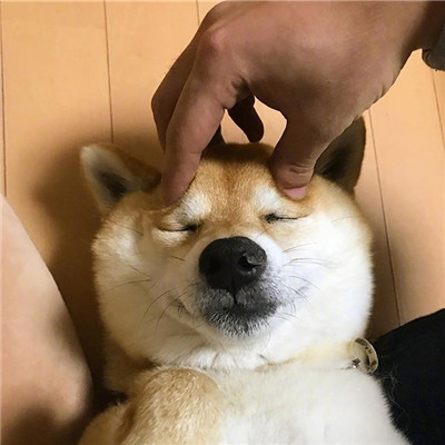 柴犬微信头像高清猥琐搞笑