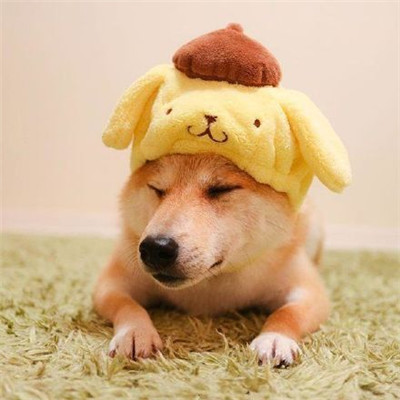 柴犬微信头像高清猥琐搞笑