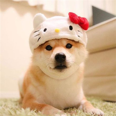 柴犬微信头像高清猥琐搞笑