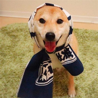 柴犬微信头像高清猥琐搞笑