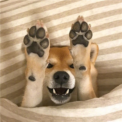 柴犬微信头像高清猥琐搞笑