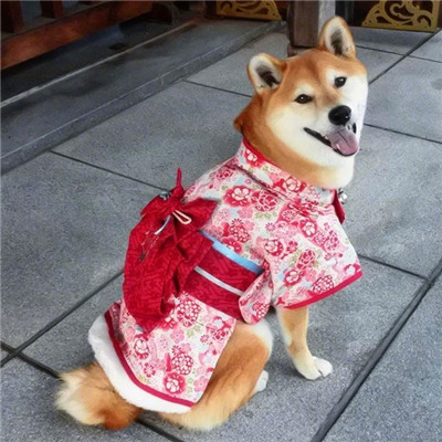 柴犬微信头像高清猥琐搞笑