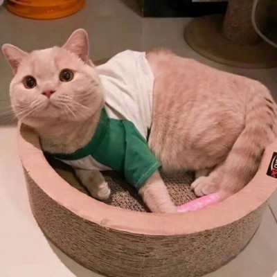 猫咪头像可爱高清大全2019