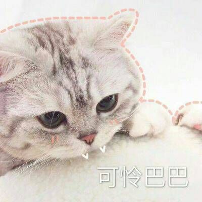 最火最搞笑的动物头像带字