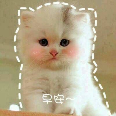 最火最搞笑的动物头像带字