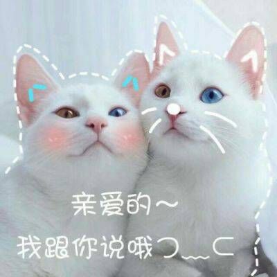 最火最搞笑的动物头像带字