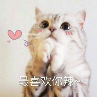 最火最搞笑的动物头像带字