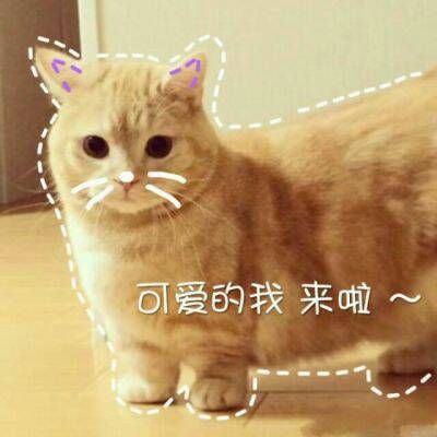 最火最搞笑的动物头像带字