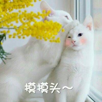 最火最搞笑的动物头像带字