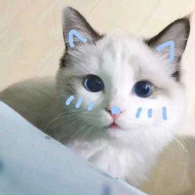 微信动物头像小猫咪可爱超萌