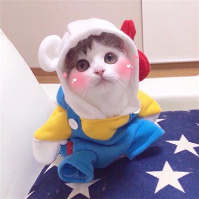 微信动物头像小猫咪可爱超萌