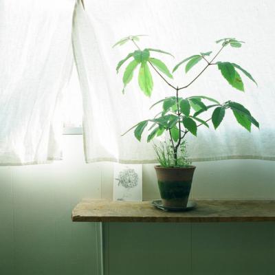 简约招桃花风景微信头像唯美