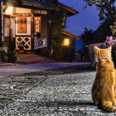 高清微信萌宠头像可爱小猫咪