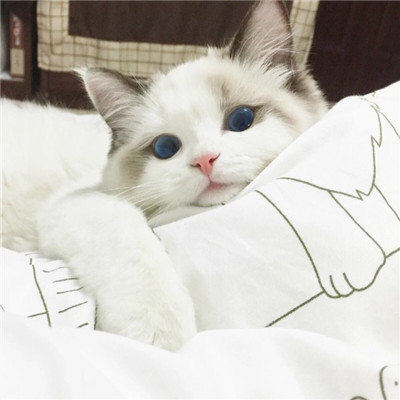 年招财微信头像猫咪头像