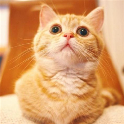 年招财微信头像猫咪头像
