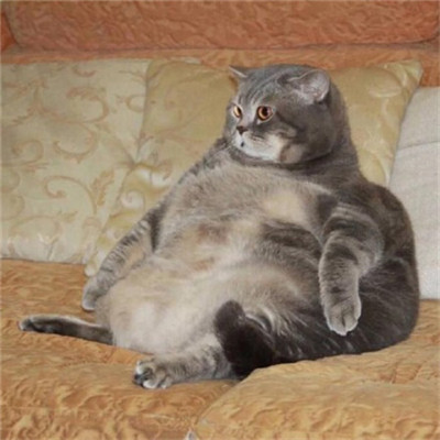 年招财微信头像猫咪头像
