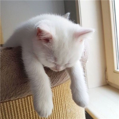 年招财微信头像猫咪头像