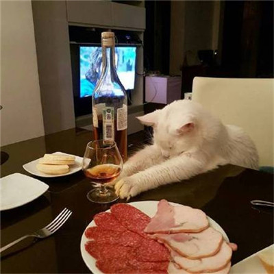 年招财微信头像猫咪头像