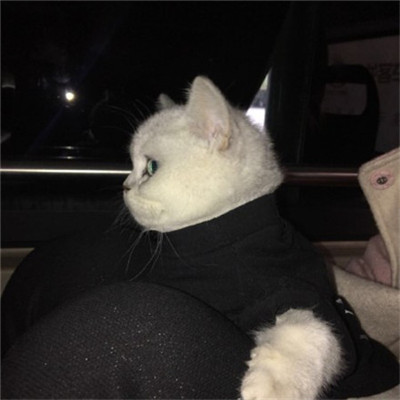 年招财微信头像猫咪头像