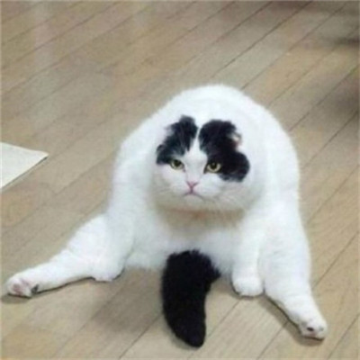 年招财微信头像猫咪头像