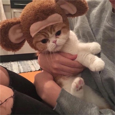 年招财微信头像猫咪头像
