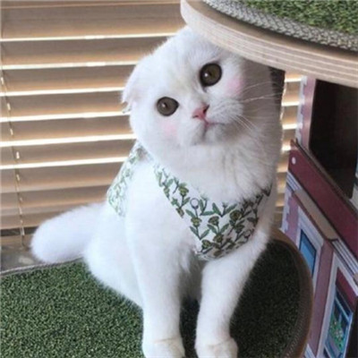 年招财微信头像猫咪头像