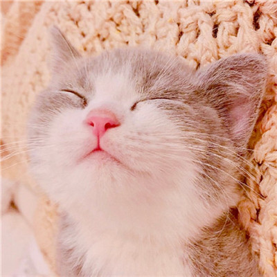 年招财微信头像猫咪头像