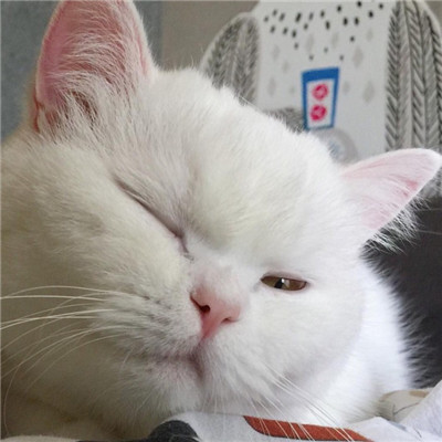 年招财微信头像猫咪头像