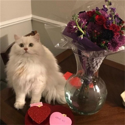 年招财微信头像猫咪头像