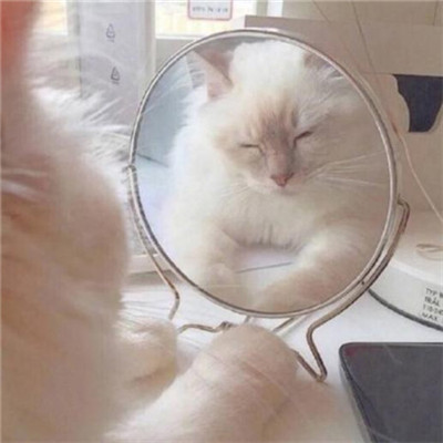 年招财微信头像猫咪头像