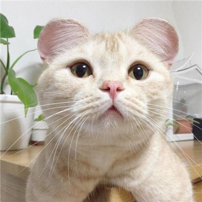 年招财微信头像猫咪头像