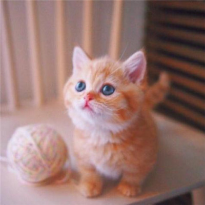 年招财微信头像猫咪头像
