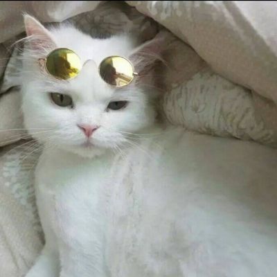 微信动物头像搞怪萌宠猫咪